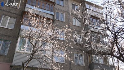 Врожай абрикос на Черкащині цього року поменшає — еколог