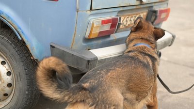 Вівчарка Харті шукає вибухівку, залишену військовими РФ на Сумщині Вівчарка Харті шукає вибухівку, залишену військовими РФ на Сумщині