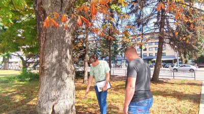 Чому у центрі луцька всихають ялини: висновок фітопатолога зі столиці