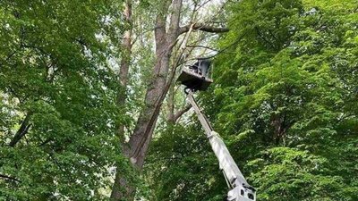 Тиждень просидів на дереві: історія порятунку кота на Тернопільщині