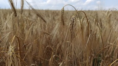 На Миколаївщині почали збір ранніх зернових. Чи вплинув дощ на врожайність На Миколаївщині почали збір ранніх зернових. Чи вплинув дощ на врожайність