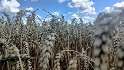 На Волині завершили обмолот ячменю, розпочали — озиму пшеницю На Волині завершили обмолот ячменю, розпочали — озиму пшеницю
