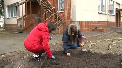 Нідерландські квіти на подвір’ї черкаської школи Нідерландські квіти на подвір’ї черкаської школи
