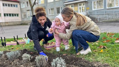 Тюльпани для відновлення, Волинський перинатальний центр, тюльпани в Луцьку
