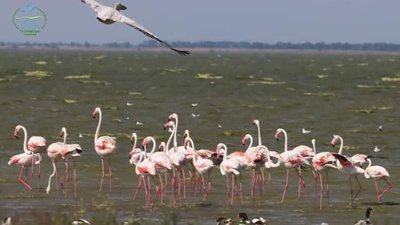 Береги Тузлівського лиману в Одеській області стали червоними через комах Береги Тузлівського лиману в Одеській області стали червоними через комах
