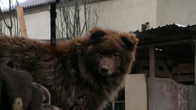 У Херсоні притулок для бездомних тварин опинився на межі закриття