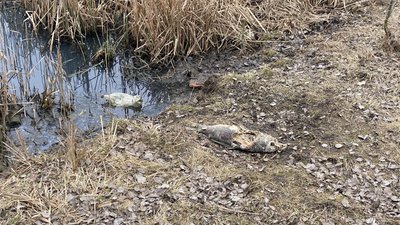 У Полтаві забруднюють Пушкарівські ставки: хто до цього причетний У Полтаві забруднюють Пушкарівські ставки: хто до цього причетний