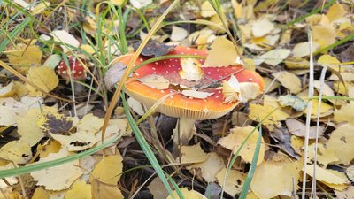мухомор у лісі