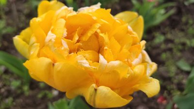 Тюльпан сорту "Yellow Pomponettе", який вирощують у Кременці, Тернопіль, 22 квітня, 2024 Тюльпан сорту "Yellow Pomponettе", який вирощують у Кременці, Тернопіль, 22 квітня, 2024