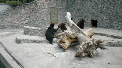 Ведмеді Мирон та Вакула відсвяткували день народження в Миколаївському зоопарку