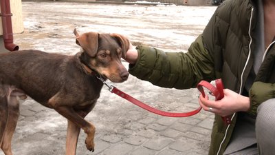 Львів'ян просять прихистити тварин з ЛКП "Лев" на час карантину Львів'ян просять прихистити тварин з ЛКП "Лев" на час карантину