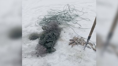 Браконьєри на Чернігівщині: жінка наловила риби на майже 60 тисяч гривень
