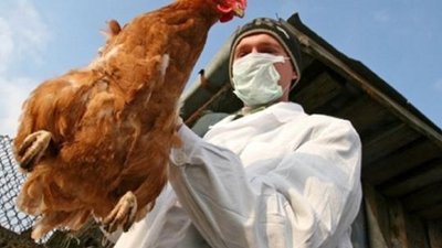 У Зборівській громаді на одному з підприємств виявили пташиний грип