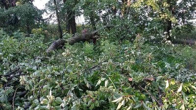 Підтоплення та повалені дерева. Наслідки негоди на Вінниччині
