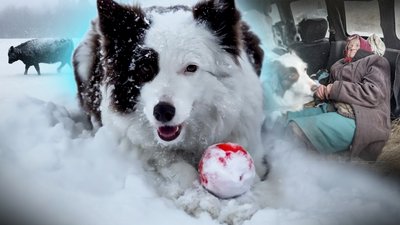 
Розшук людей на Чернігівщині: як працюють собаки-пошуківці