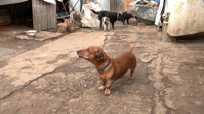 тварини пес прихисток коти собаки допомога Тетянівка Донецька область тварини пес прихисток коти собаки допомога Тетянівка Донецька область