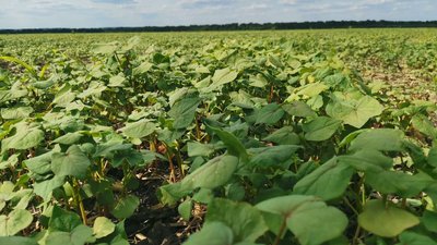 На Полтавщині аграрії завершили весняну посівну: скільки засіяли На Полтавщині аграрії завершили весняну посівну: скільки засіяли