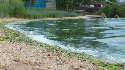 У Бузькому лимані позеленіла вода У Бузькому лимані позеленіла вода