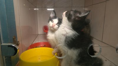 Котохаб у Черкасах Котохаб у Черкасах