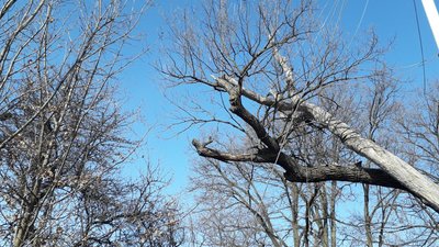 700-літній Запорізький дуб не загинув 700-літній Запорізький дуб не загинув