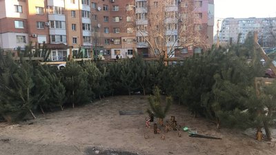 Продаж ялинок у Полтаві: хто перевіряє та яке покарання за незаконну торгівлю Продаж ялинок у Полтаві: хто перевіряє та яке покарання за незаконну торгівлю