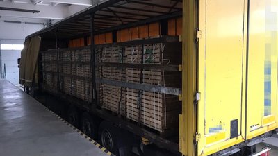 На Закарпатті СБУ блокувала контрабанду вартісної деревини до Євросоюзу