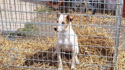 З Миколаївського притулку евакуювали 26 тварин З Миколаївського притулку евакуювали 26 тварин