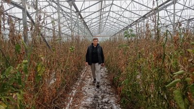 "Працювали понад 150 людей, зараз — до 20": як у Балаклії відновлюють ферму після окупації "Працювали понад 150 людей, зараз — до 20": як у Балаклії відновлюють ферму після окупації