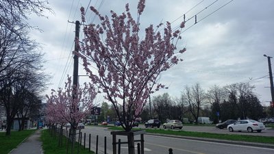 На Львівщині синоптики прогнозують заморозки на 23 квітня