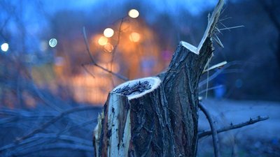Дерева на схилах Одеси спиляли незаконно, — мерія Дерева на схилах Одеси спиляли незаконно, — мерія