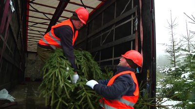 Лісівники Житомирщини розповіли, за якими критеріями відбирають ялинки на продаж Лісівники Житомирщини розповіли, за якими критеріями відбирають ялинки на продаж