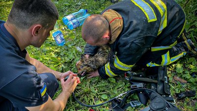 На Львівщині надзвичайники винесли собаку з палаючого будинку