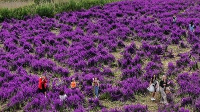 На Одещині люди заради фото витоптали поле дельфініуму: власниця землі підраховує збитки На Одещині люди заради фото витоптали поле дельфініуму: власниця землі підраховує збитки