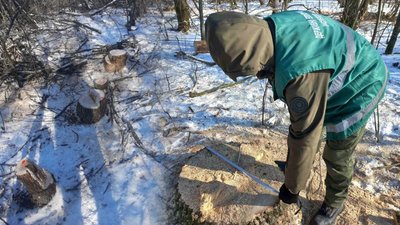 Незаконну вирубку дерев на 6,5 млн грн зафіксували на Чернігівщині