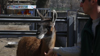 В Одеському зоопарку народилася лама В Одеському зоопарку народилася лама