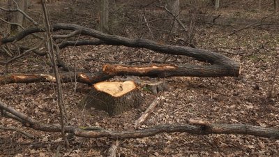 Дерева лежать у лісі, ймовірно спиляні
