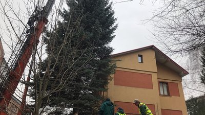 У Львові встановлять головну ялинку У Львові встановлять головну ялинку