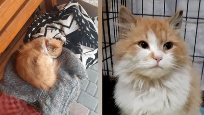 У Черкасах розпочали стерилізацію безпритульних тварин. Чому це важливо У Черкасах розпочали стерилізацію безпритульних тварин. Чому це важливо