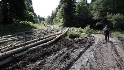 Знайти залізного птаха. Як на Франківщині шукають літаки, які "загинули" у Другій світовій Знайти залізного птаха. Як на Франківщині шукають літаки, які "загинули" у Другій світовій