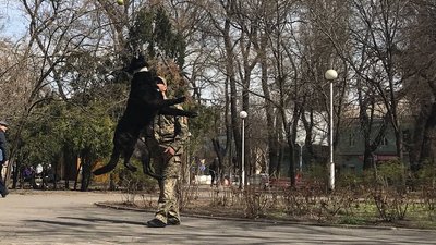 Шукає зброю та допомагає у затриманні. В Одесі на блокпостах разом з військовими несе службу пес Кай Шукає зброю та допомагає у затриманні. В Одесі на блокпостах разом з військовими несе службу пес Кай