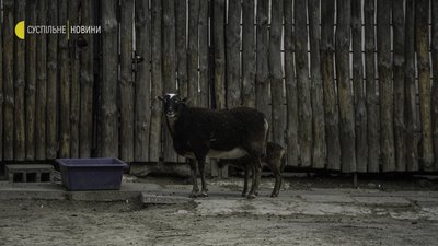 “Які в нас зараз ім’я в голові? Байрактар” — Як живе київський зоопарк в умовах війни “Які в нас зараз ім’я в голові? Байрактар” — Як живе київський зоопарк в умовах війни