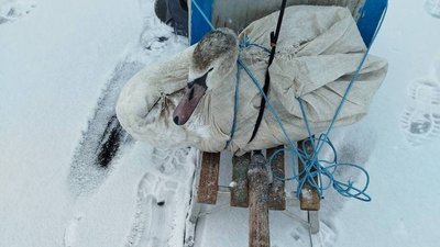 "Годину везли на санчатах": як на Полтавщині із замерзлої річки врятували лебедя