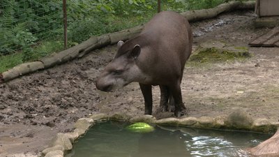 Родичка коней і носорогів: у Рівному відзначили день народження тапіра Майї