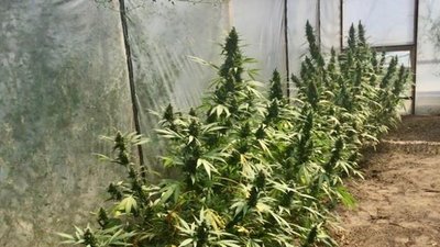 Вирощував кущі коноплі в теплиці: на Херсонщині викрили наркоаграрія