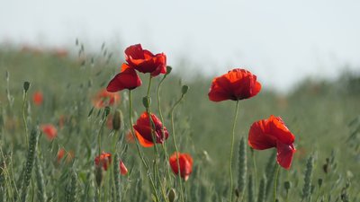 Погода у Рівному