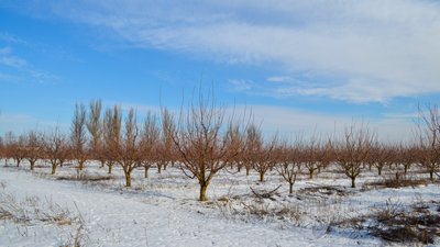 Січневі морози та озимі культури: на Запоріжжі через негоду можлива втрата частини врожаю Січневі морози та озимі культури: на Запоріжжі через негоду можлива втрата частини врожаю