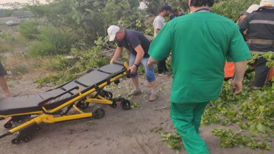На Харківщині дерево впало на жінку На Харківщині дерево впало на жінку