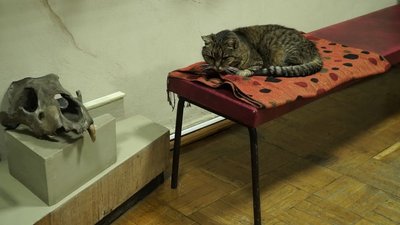 У Чернігівському історичному музеї живе кішка Гапа. У Чернігівському історичному музеї живе кішка Гапа.
