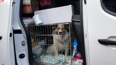 Полтавці можуть взяти в родину тварин, евакуйованих через війну