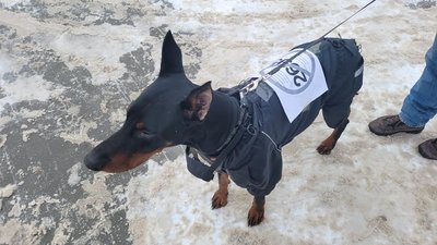 "Проти 2695!": Вінниця доєдналася до всеукраїнського автопробігу